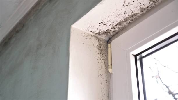 Best White Mold Remediation in Progress Village, FL